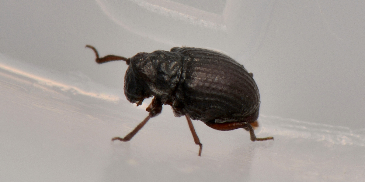 Georissidae?  S !!! Georissus laesicollis